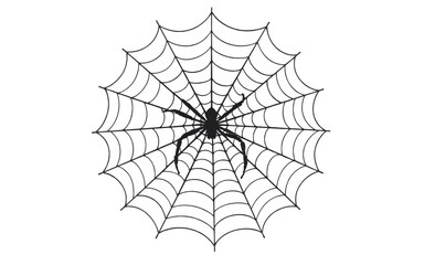 Spider web with intricate pattern.