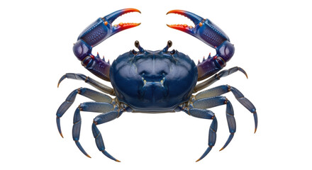 Isolated Blue Crab with Claws Raised, a Crustacean Found in Coastal Waters on Plain Background