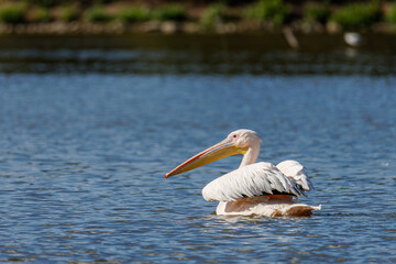 A pelican swimming in a calm lake with trees in the background.