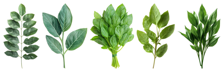 PNG Fresh aromatic green leafy herbs, element set on transparent background