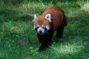 Obraz premium A red panda (Ailurus fulgens) walking on grass in a forested area.