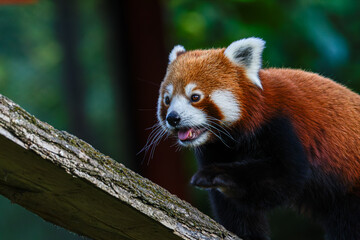 Fototapeta premium A red panda (Ailurus fulgens) climbing on a tree branch in a forest setting. With his tongue outside his mouth
