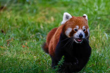 Red panda (Ailurus fulgens) walking on grass with mouth open, lush background.