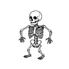 Illustrated depiction of a human skeleton standing against a clean white background and its