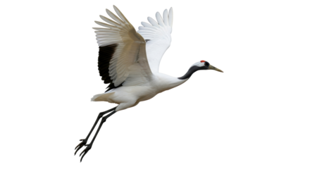 Isolated Red-crowned crane in flight, graceful bird, Asian wildlife, conservation, natural beauty