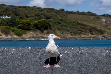 A seagull perched on a roof at the coast, with selective focus