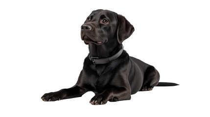A black labrador retriever dog lying down with a collar looking up on a black background studio shot