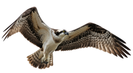 Isolated Osprey flying with wings spread, detailed wildlife shot against a plain backdrop, birdwatching
