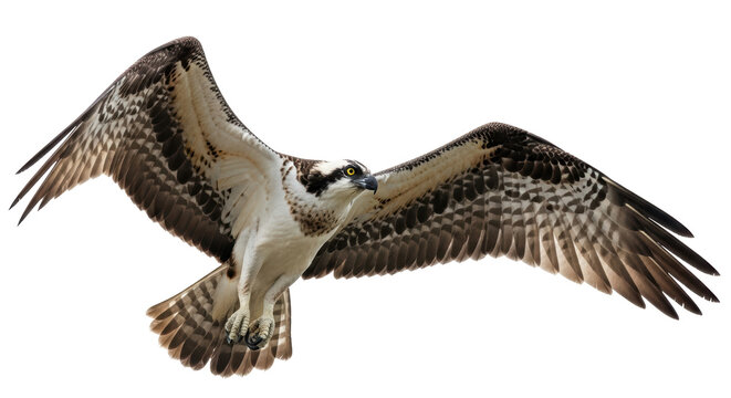 Isolated Osprey flying with wings spread, detailed wildlife shot against a plain backdrop, birdwatching