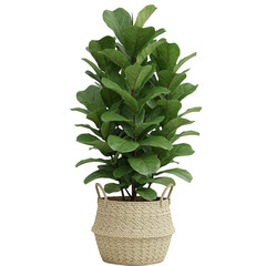 Tall fiddle leaf fig plant in woven basket isolated on transparent background