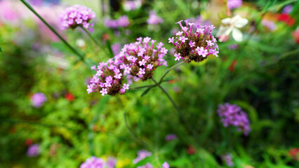 Vibrant Verbena Flowers, Colorful Blooms in Garden and Nature