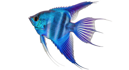 Isolated Blue Angelfish Swimming Marine Aquatic Pet Underwater Bright Tropical Fish © Maria