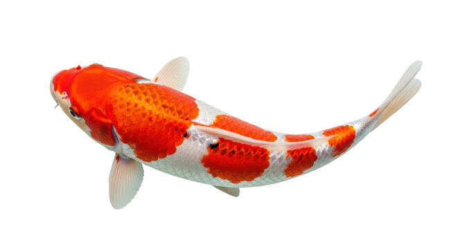 Isolated koi fish, beautiful Japanese carp with striking red and white patterns, closeup