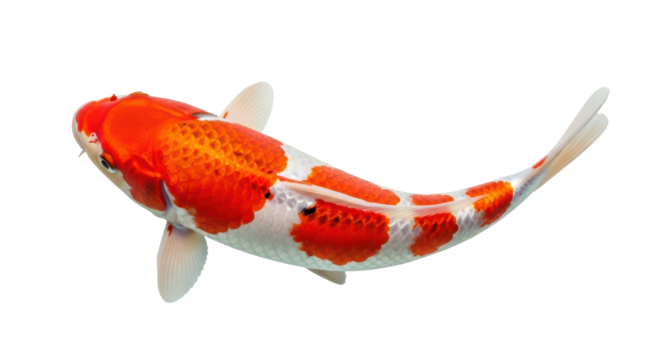 Isolated koi fish, beautiful Japanese carp with striking red and white patterns, closeup