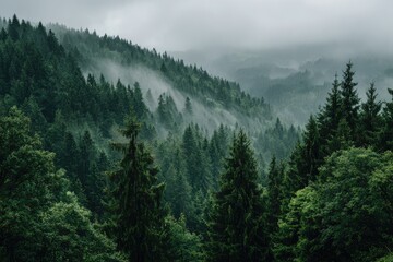 Misty mountain range, dense forest