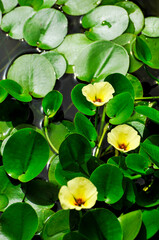 Fototapeta premium blossoming lotus flowers