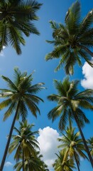 Vibrant tropical photo of a sunny blue sky with few fluffy clouds, taken from under tall coconut palm trees, vivid colors, high sharpness