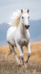 Fototapeta premium white horse on the beach
