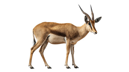Fototapeta premium Prehistoric antelope standing aloneTransparent background, PNG file