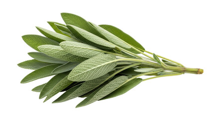 Isolated bunch of fresh green sage herb for cooking or seasoning with a no background