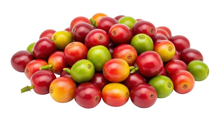 Isolated, coffee cherries ready to harvest, organic ripe fruit colorful, fresh coffee beans