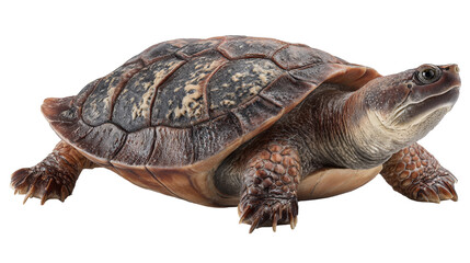 Obraz premium Prehistoric turtle (Archelon)Transparent background, PNG file