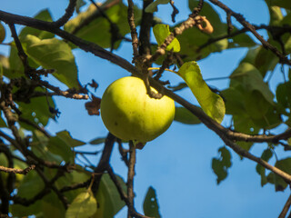 Ripe Green Apple on a Tree Branch.