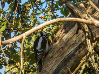 Great Spotted Woodpecker on a Tree.