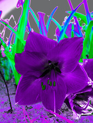 lily purple art background picture