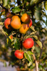 Bright red and yellow apples are growing on branches amidst lush green leaves. The warm sunlight enhances their colors, showing a fruitful autumn in the orchard