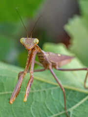 A close up view of a praying mantis on a wine leaf