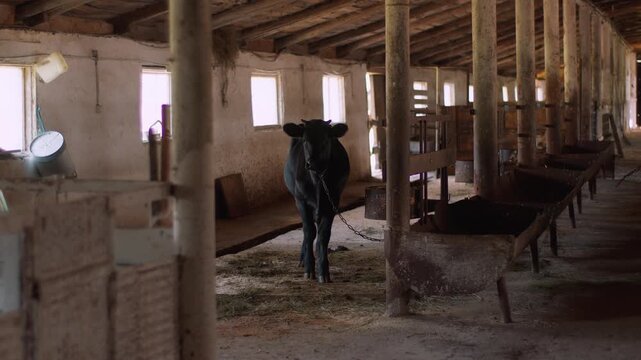 Cow stands in barn chained to wooden post waving its tail at annoying insects. Long corridor with separate stalls for cattle and feeders