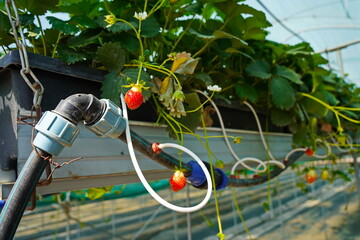 Irrigation system in the greenhouse. Strawberry cultivation.