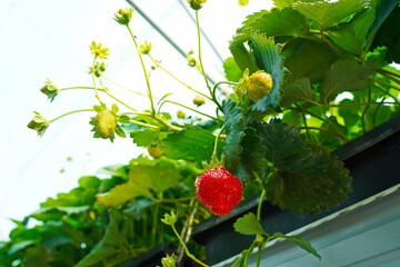 Strawberry cultivation. A large berry greenhouse.