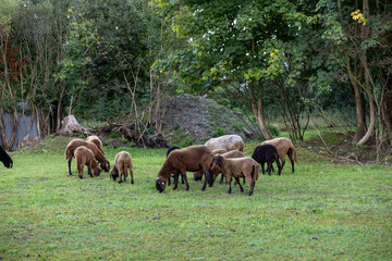 Flock of brown and black sheep grazing on green pasture in rural landscape. Sustainable farming and agriculture concept