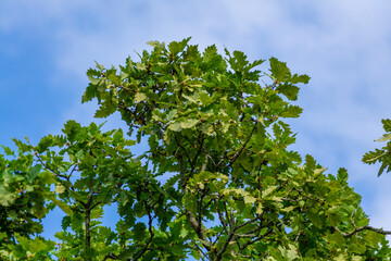 Bright green oak leaves and branches. Blue sky in the background