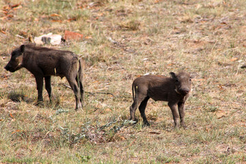 Young warthog piglets in African grassland showing natural juvenile behavior and growth stages, ideal for wildlife education and conservation-themed content about African savanna species