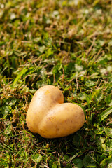 A unique potato shaped like a heart lies on a bed of lush green grass in a sunny garden. Its smooth surface gleams under the bright sunlight, showcasing its unusual form