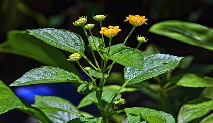 Close-up of vibrant yellow flowers and lush green leaves