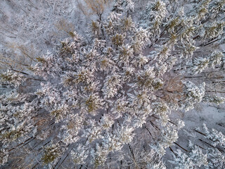 Aerial view of a winter pine forest. Top view of snow-covered pine trees. Beautiful winter forest landscape.