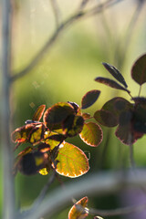 Sunlit leaf veins glow against a soft bokeh background, capturing nature’s delicate textures in warm, golden light.