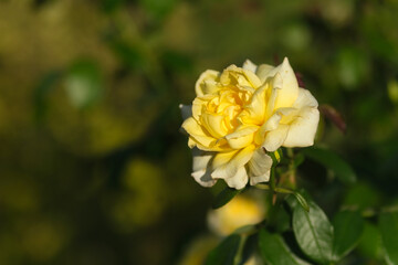 Close-up of a vibrant yellow rose in sunlight with soft green background, highlighting delicate petals and natural beauty.