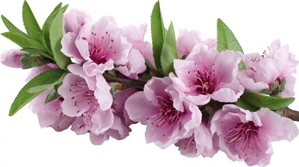 Fototapeta premium Delicate pink blossoms on a branch with green leaves