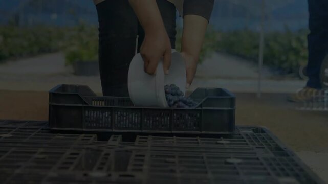 Farm hands tilting bowl pouring blueberries into bin while marketing strategy overlays swirling