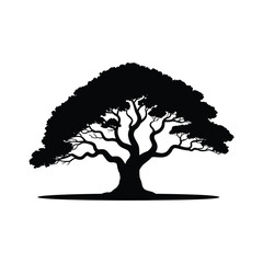 Silhouette of a majestic ancient oak tree with sprawling branches against a clean white backdrop