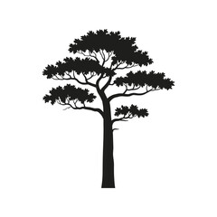 Obraz premium Silhouette of a mature pine tree with lush branches and detailed foliage in black and white