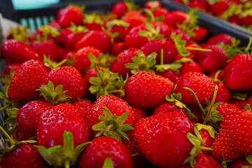 Strawberries are packaged in containers. Harvesting in a large greenhouse.