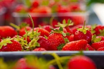 Strawberries are packaged in containers. Harvesting in a large greenhouse.