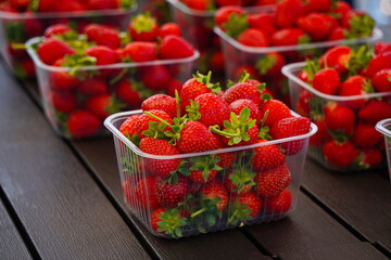 Strawberries are packaged in containers. Harvesting in a large greenhouse.