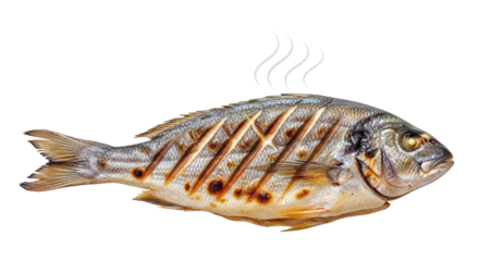 Isolated cooked sea bream grilled fish food dish recipe seafood cuisine gastronomy delicacy